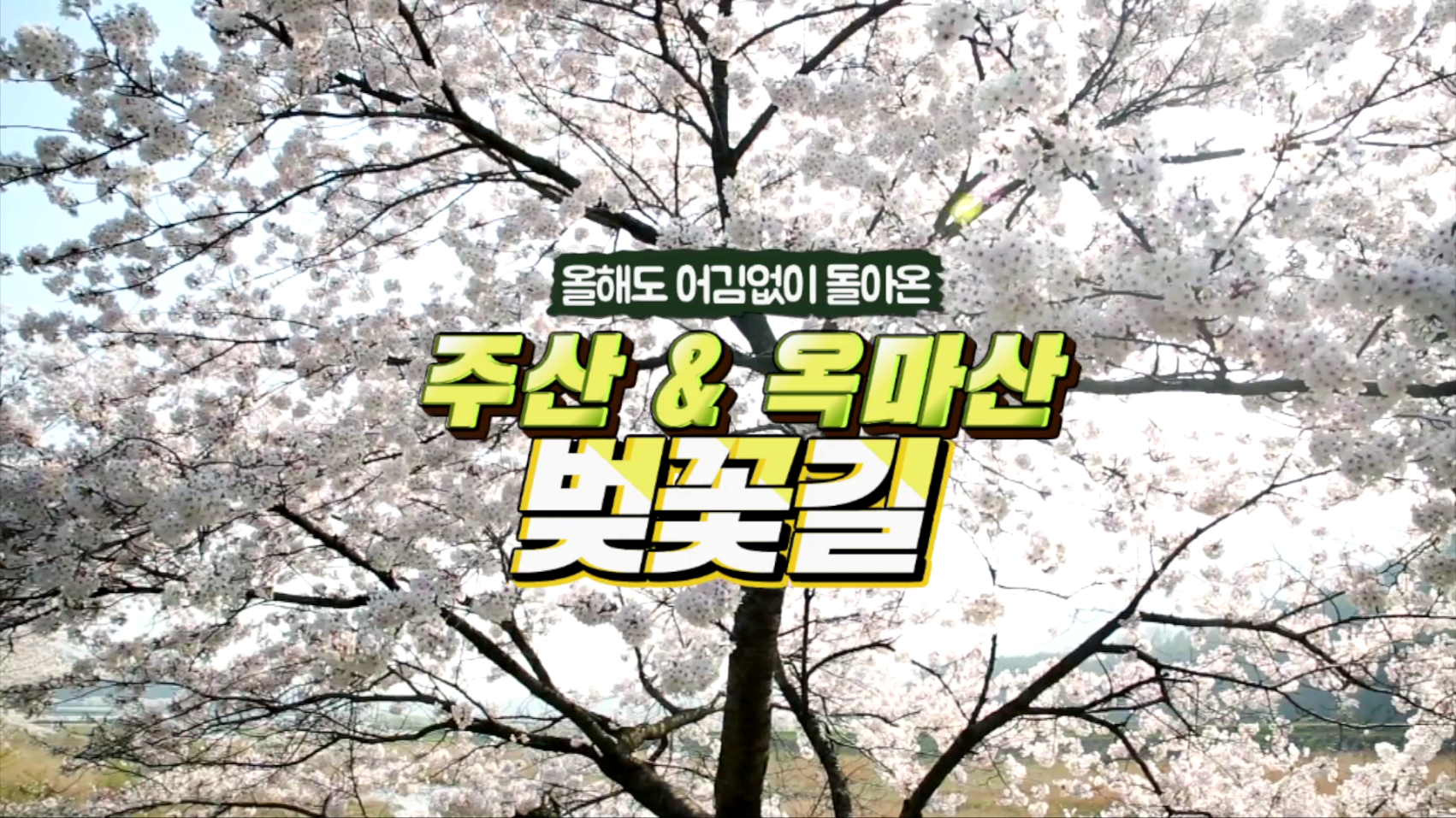 주산 옥마산 봄꽃축제